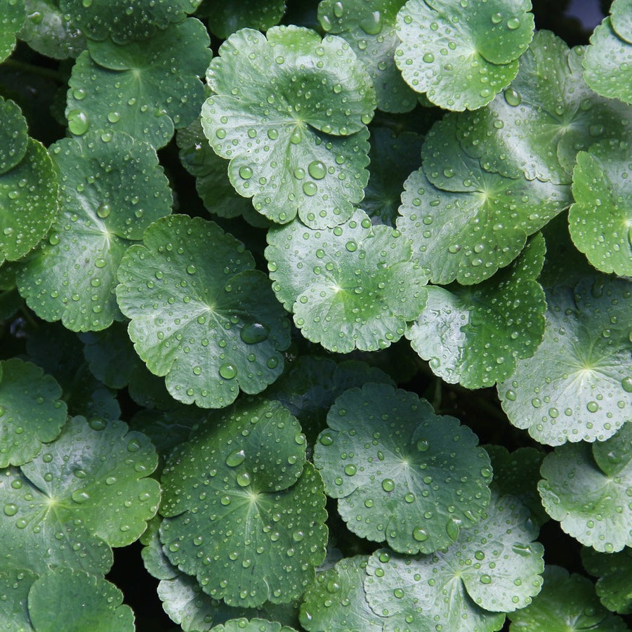 Hojas de centella asiática con gotas de agua